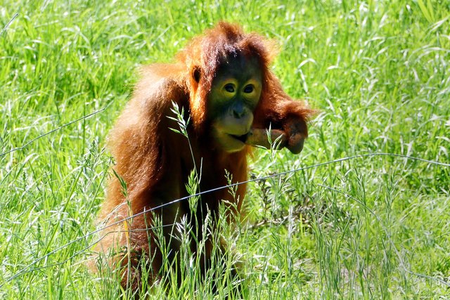 Neugierig erkundet der kleine Orang Utan Yenko die neue Anlage des Regenwaldhauses, die der Zoo jetzt nach der Sanierung einweihte. Besucher können Yenko täglich von 9 bis 18 Uhr auf dem neuen Kletterspieltplatz im Affengehege herumtoben sehen. Bei einer besonderen Tour können Tierfreunde am Freitagabend, 18. Mai, um 20 Uhr den Zoo im Dunkeln erleben. | Foto: Andreas Klinke