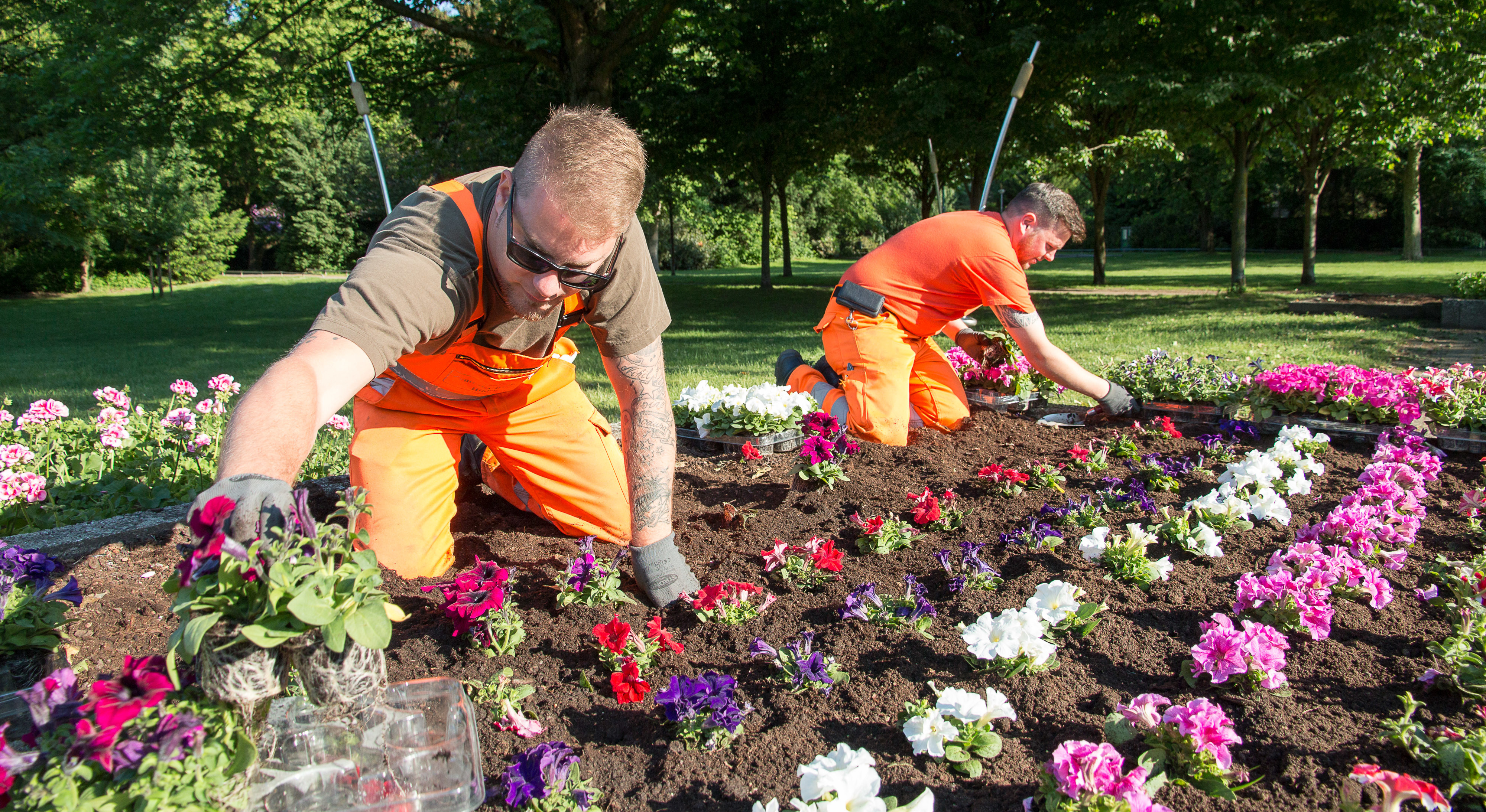 Fast 4000 Blumen werden bis einschließlich morgen in Hilden gepflanzt.
