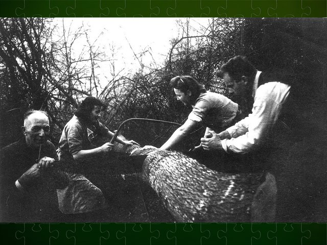 Anno 1940, Familie und Freunde bei der Beschaffung von Brennholz für den Winter.