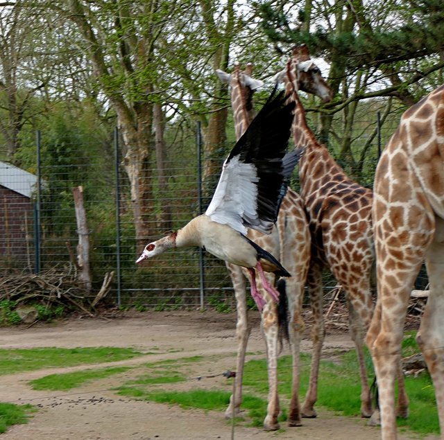 Die Nilgans wird einfach weggejagt, Foto Ilona.......