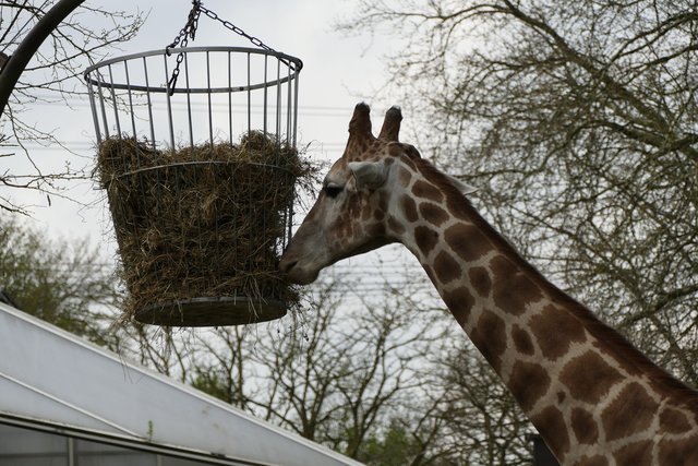 Die süßessten Früchte fressen nur die.......genau
