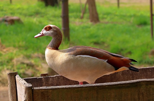 Sie sitzt im Fressnapf für die grösseren ......