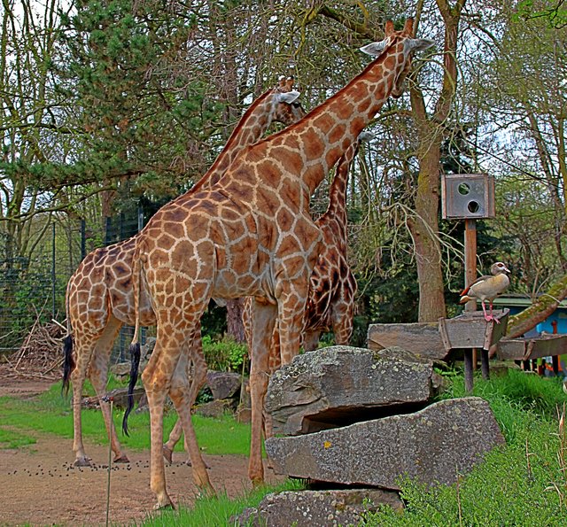 Giraffen im ZOO Romberpark Dortmund - Castrop-Rauxel