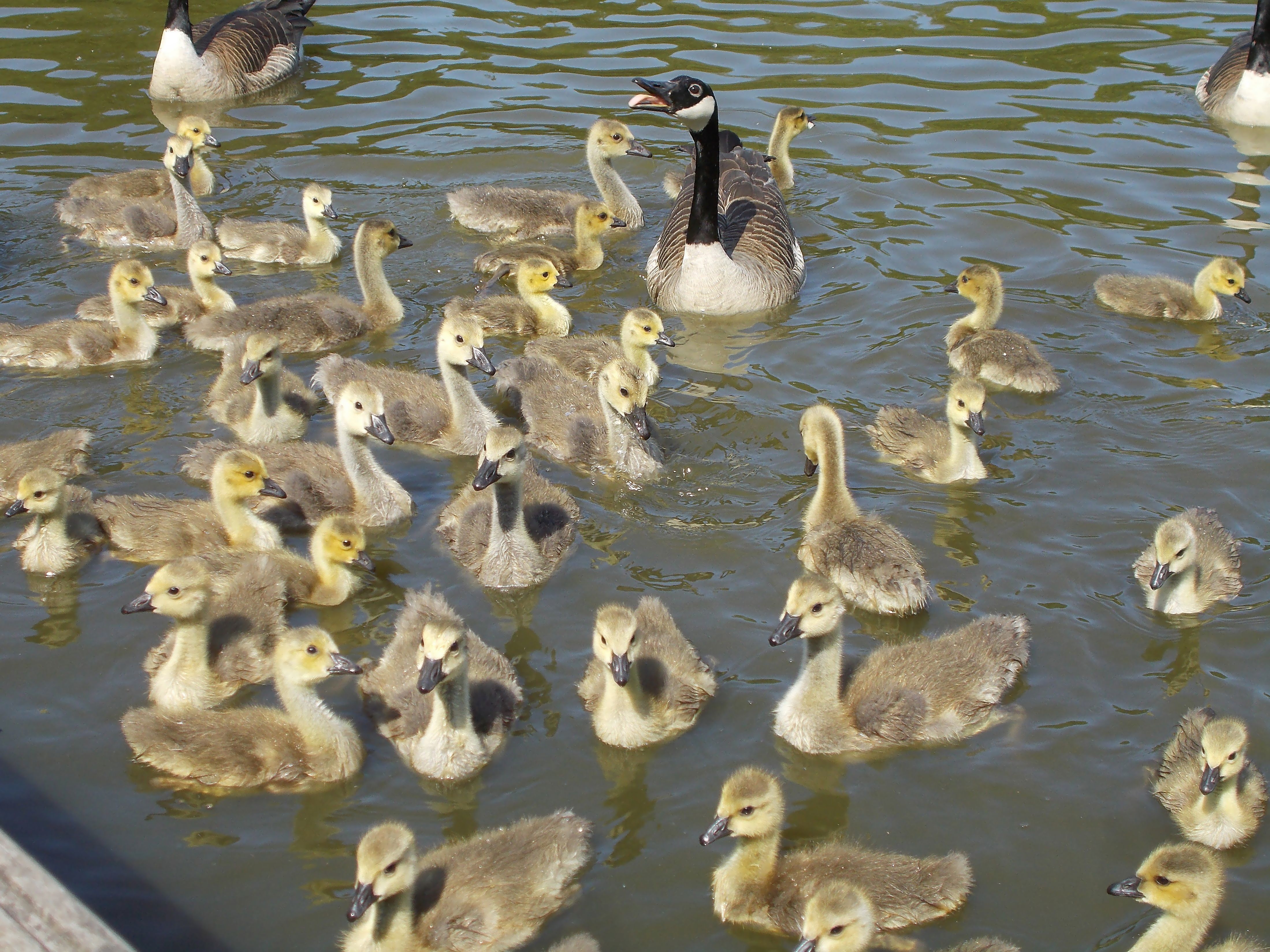 Kanadagänse-Küken-Kindergarten im Fredenbaumpark, Dortmund