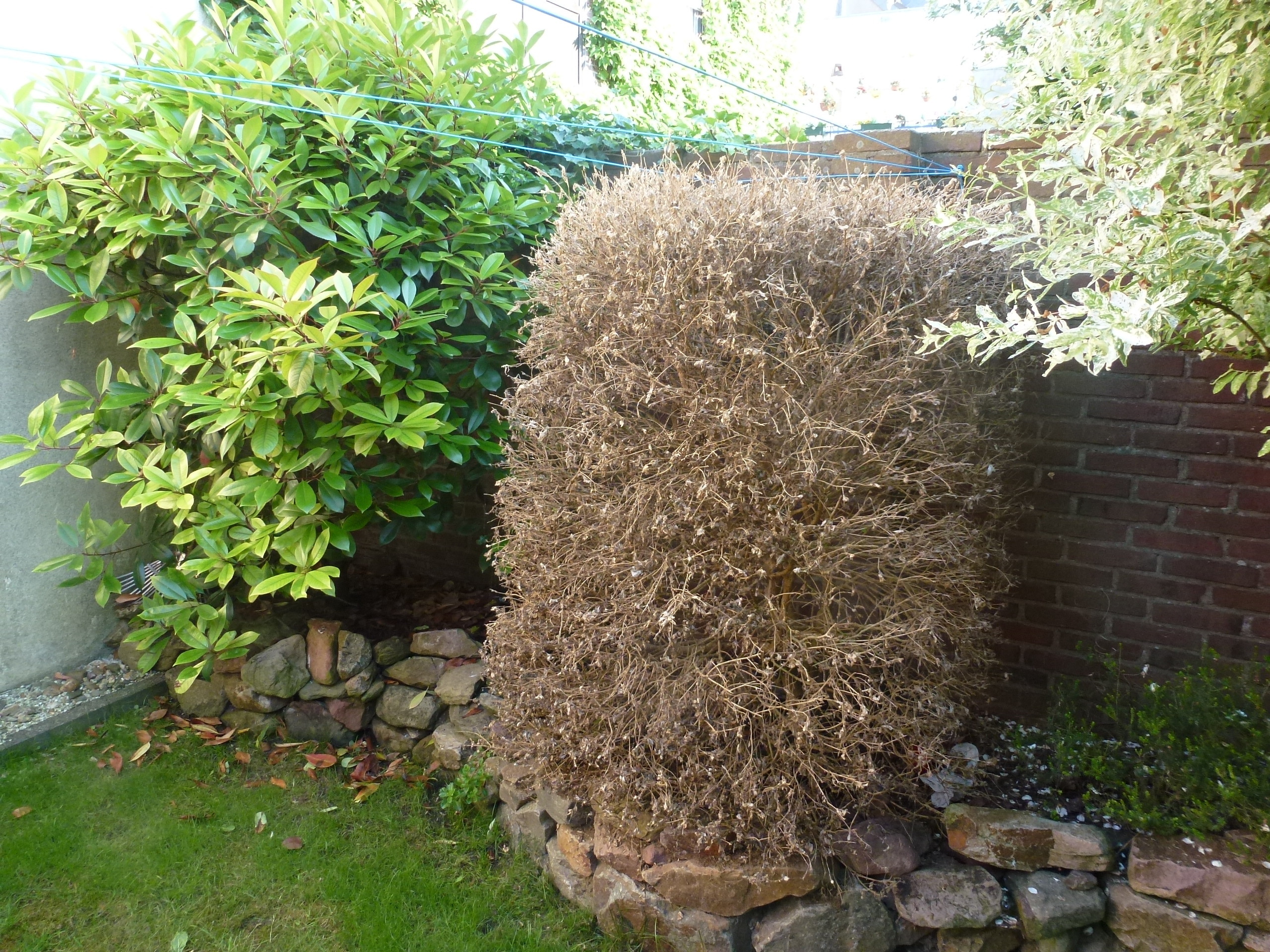 Emmerich - Kleve - Goch - Niederrhein: Wir dachten das der grüne