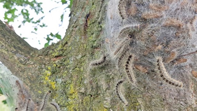 Eichenprozessionsspinner Foto: Stadt Hattingen