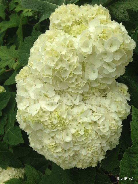 Eine ganz besondere Sorte... Hortensien?