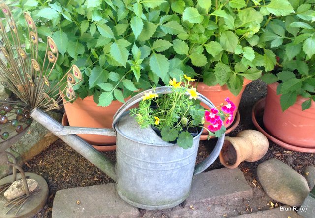 Bepflanzte Gieskanne...