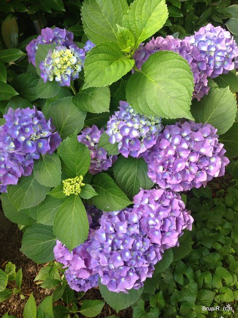 Hortensien waren - neben den Rosen - sehr auffällig schön zu bestaunen!