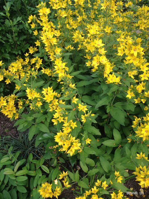 Gelb erinnert immer auch etwas an Sonne...