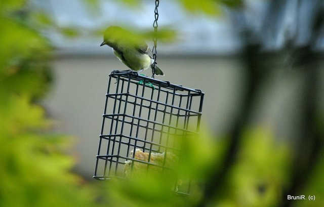 Er hat sich gut versteckt...