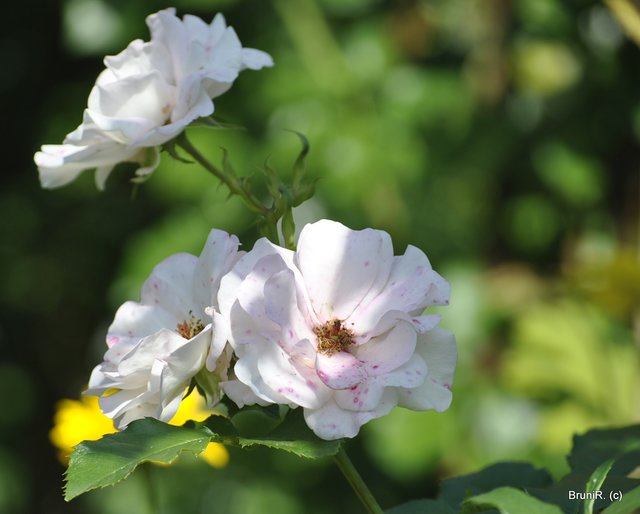 Zarte Rosenblüte...