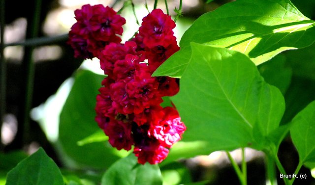 Leider etwas unscharf... aber Licht und Schatten fand ich toll