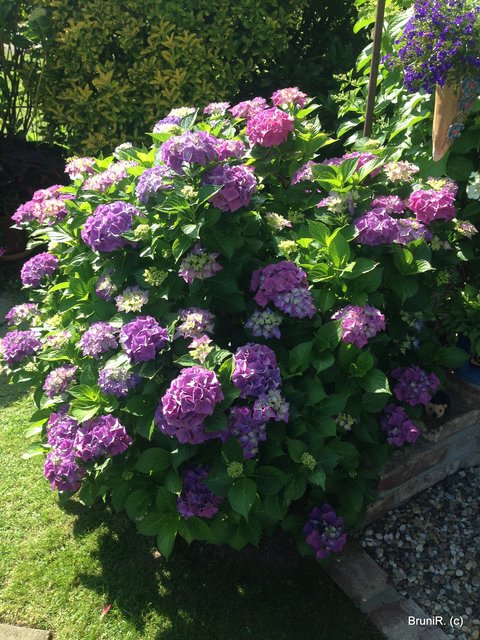 Hortensien!!!