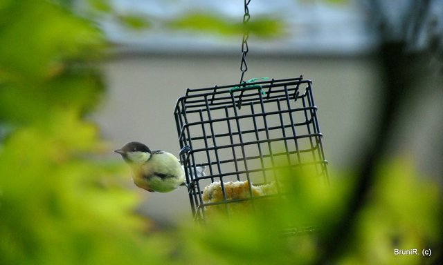 Aber hier zeigt er sich... *lach*