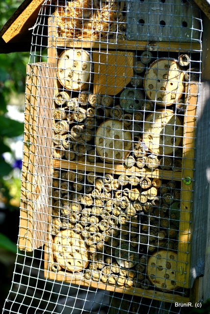 Gesichert, gegen die Spechte und andere Vögel...