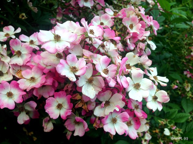 Die besondere Rosenart...