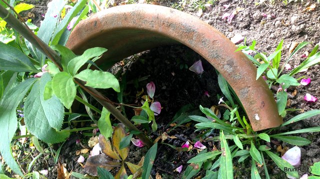 Dekorativ ein Teil vom Blumentopf an die Pflanzen gelegt!