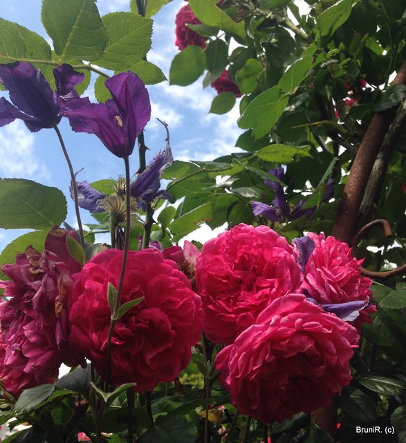 Rosen, blauer Himmel und andere Blumen!
