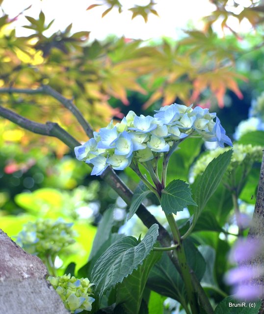 Als wenn die Blätter im Hintergrund tanzen würden...