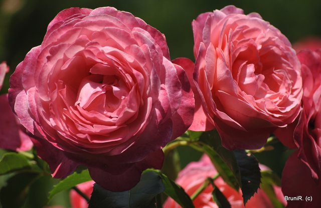 Ein ROSENBILD gehört hier auch rein!!!