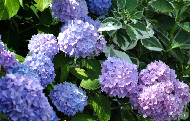 Hortensien... sooo schön!