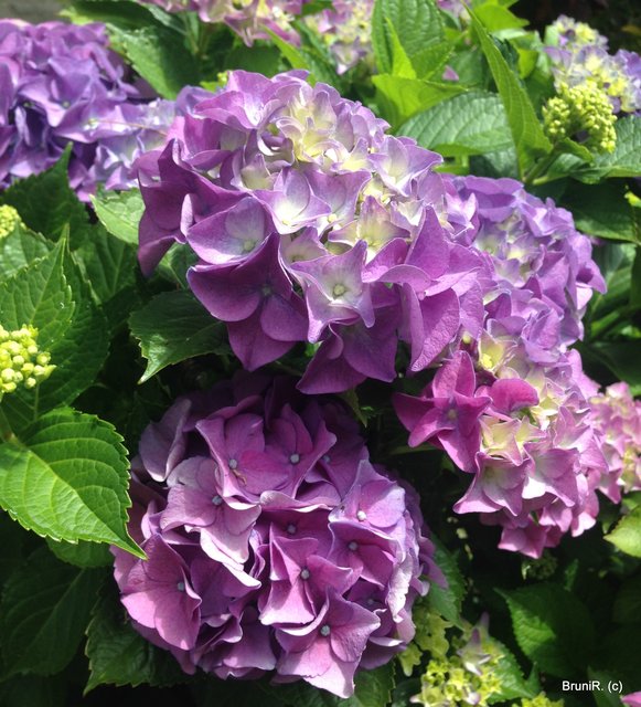 Hortensien... immer wieder schön anzusehen!