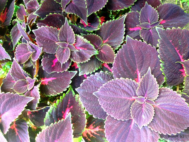 Wie diese schöne Pflanze heißt, kann ich nicht sagen!??