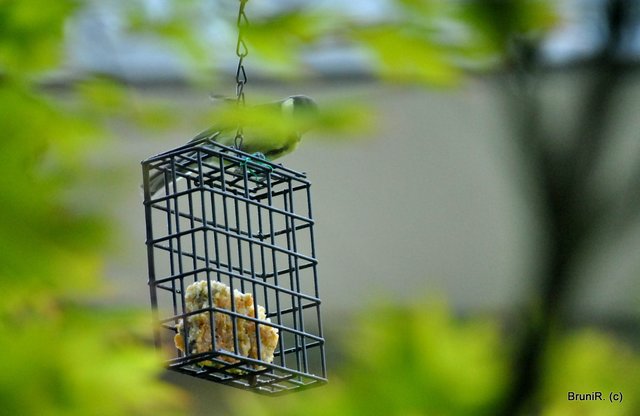 Wer findet den Vogel?