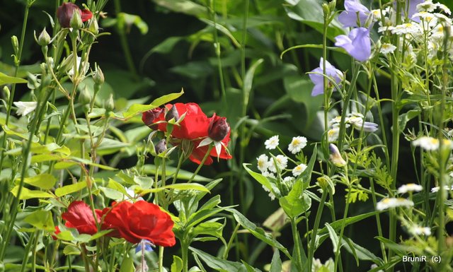 ROT... ist immer toll!!!