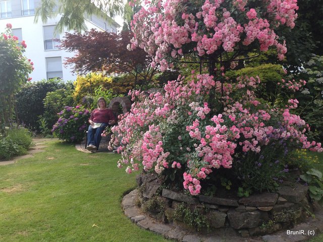 Hier der Blick vom Rosenrondell in Gartenmitte zur Sitzecke und zum hinterem Garten