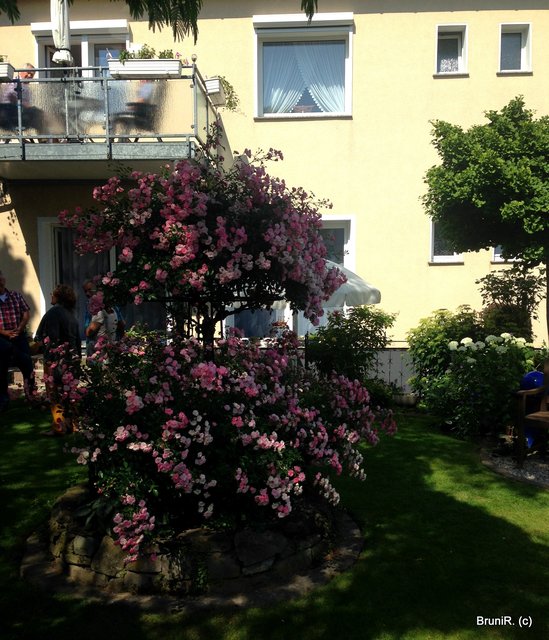 Rechts im Bild sieht man noch die Gartenbank, im Zentrum das Rosenrondell - ganz links geht es am Haus vorbei zum Ein und Ausgang!