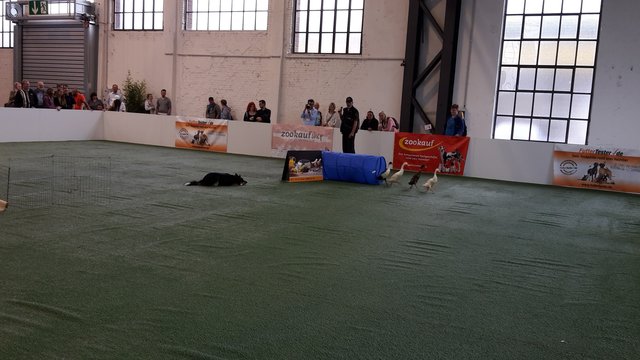 Im Vorführring zeigte ein Border Collie sein Können. - Foto: C. Hötzendorfer