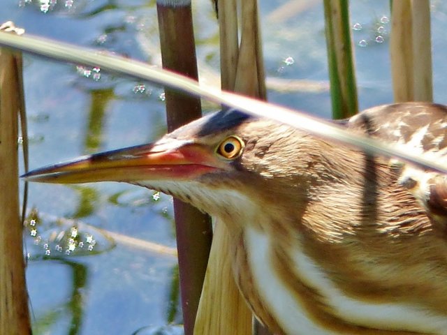 Zwergdommel, Weibchen