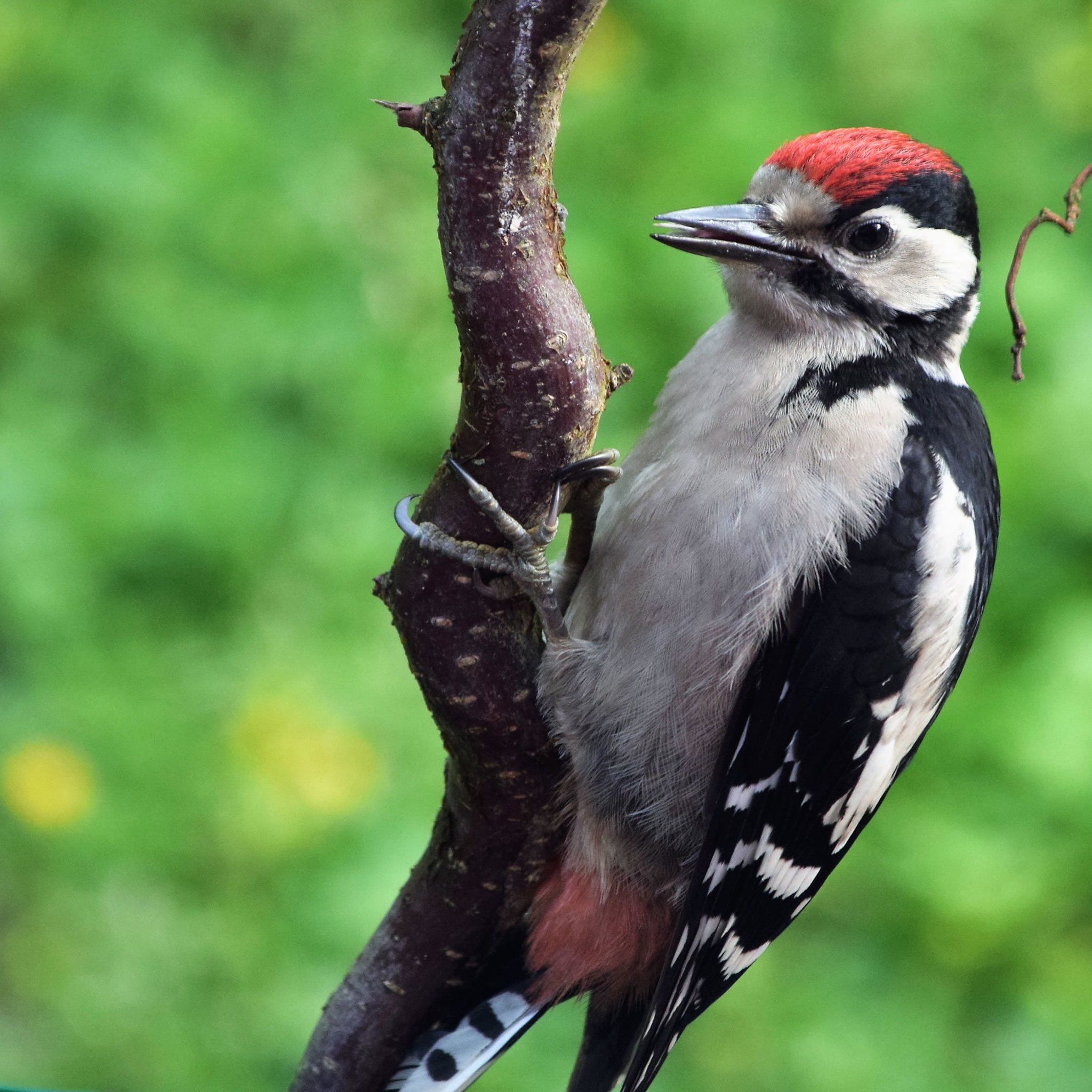 Familie Buntspecht Arnsberg