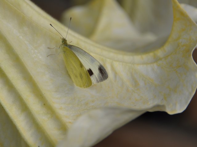 Kleiner Kohlweißling in meinem Garten auf der Blüte der Engelstrompete