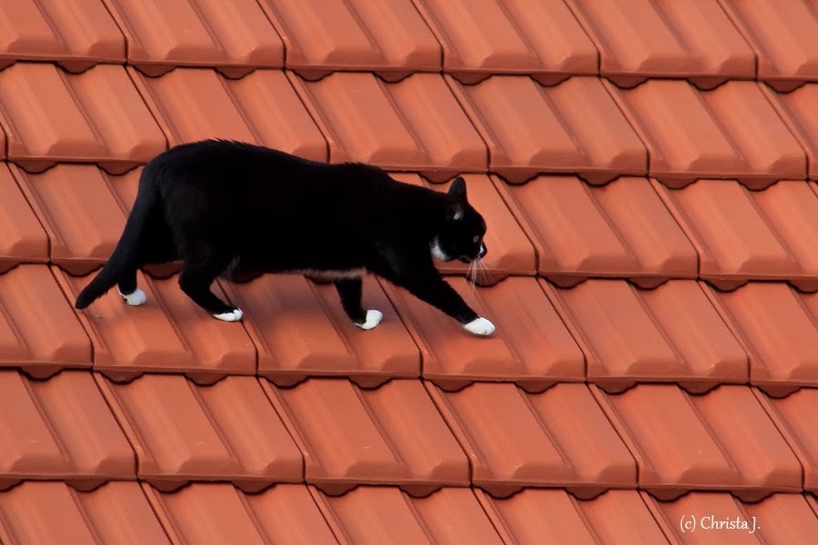 Katze auf dem heißen Dach
