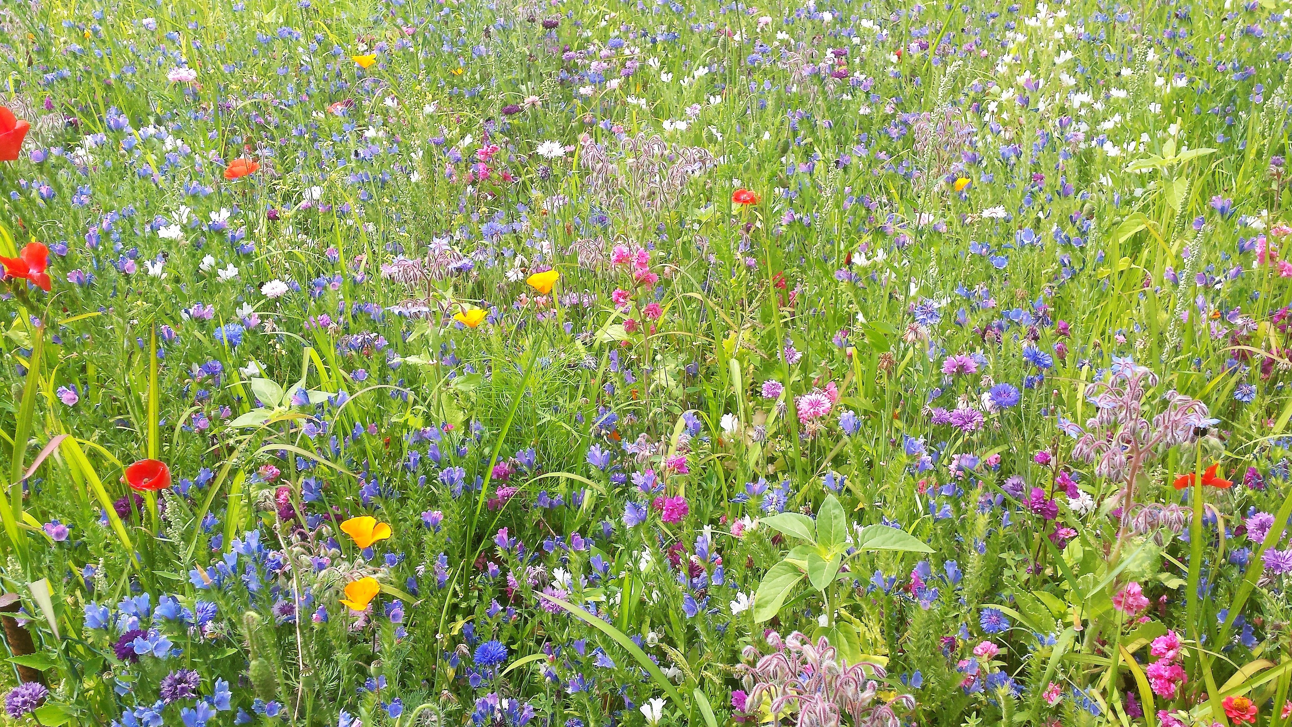 Farbenforh und und Anziehungspunkt für unzählige Insekten
