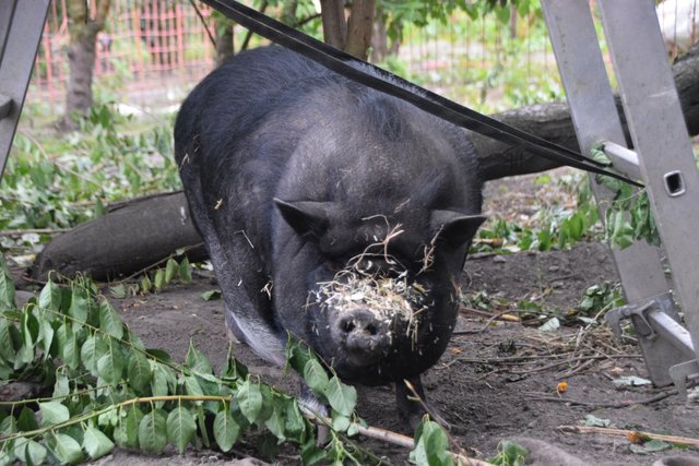 Hängebauchschwein Josefine geht es Dank ihres Retters gut, doch nun brauchen sie und Fritz ein neues Zuhause.