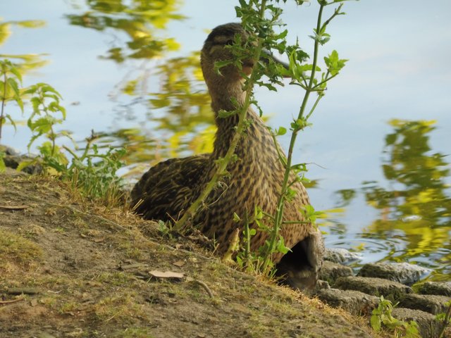 Es braucht viel Geduld ....