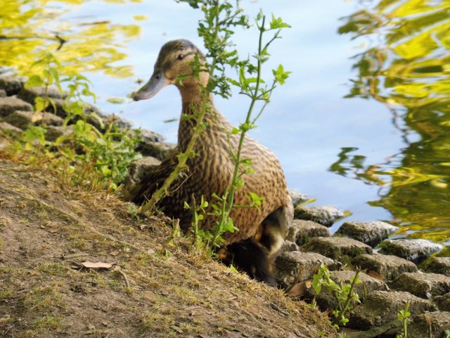 Sie wollen noch nicht wach werden