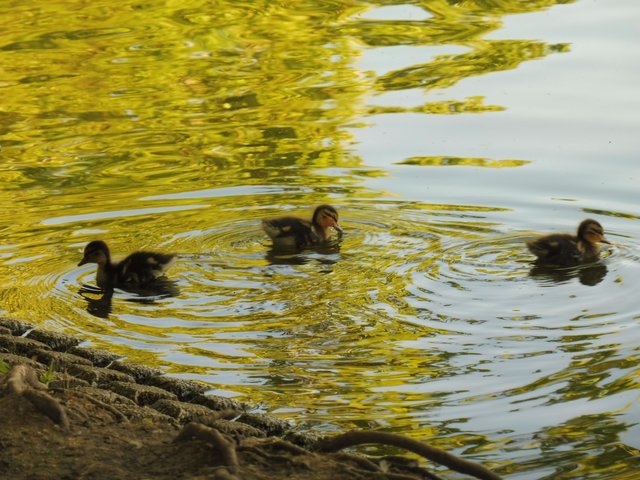 Sie können schon prima schwimmen