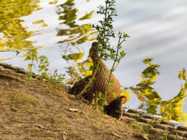 Ein Küken lässt sich blicken