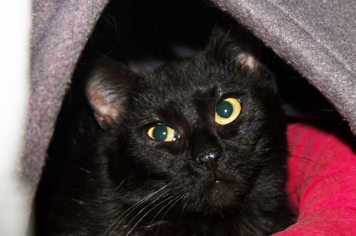 1466: Katze, weiblich; gefunden am 10. Juli im Loskamp in Altenessen