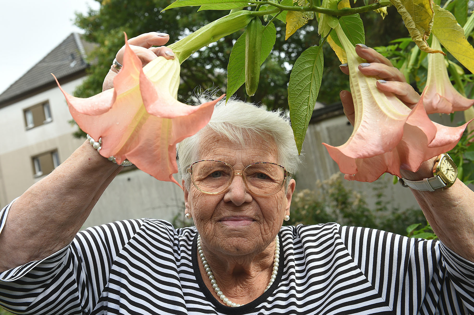 Diese riesigen Blüten der Trompetenblume schickte die Vogelheimerin Ursula Hölscher ins Rennen der Garten-Meisterschaft 2017. Foto: Archiv/Debus-Gohl