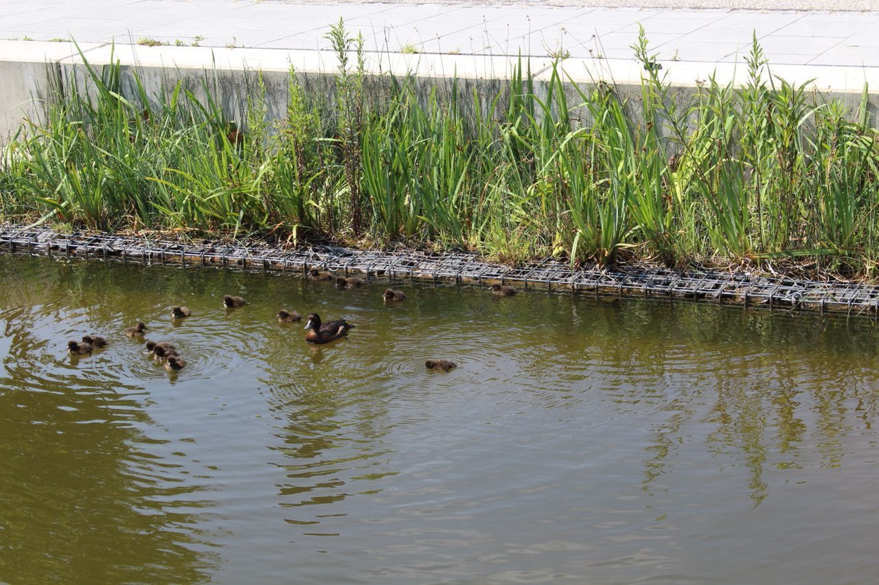 Nach der geglückten Rettung schwimmt die gesamte 15-köpfige Entenfamilie auf dem kleinen Teich.
