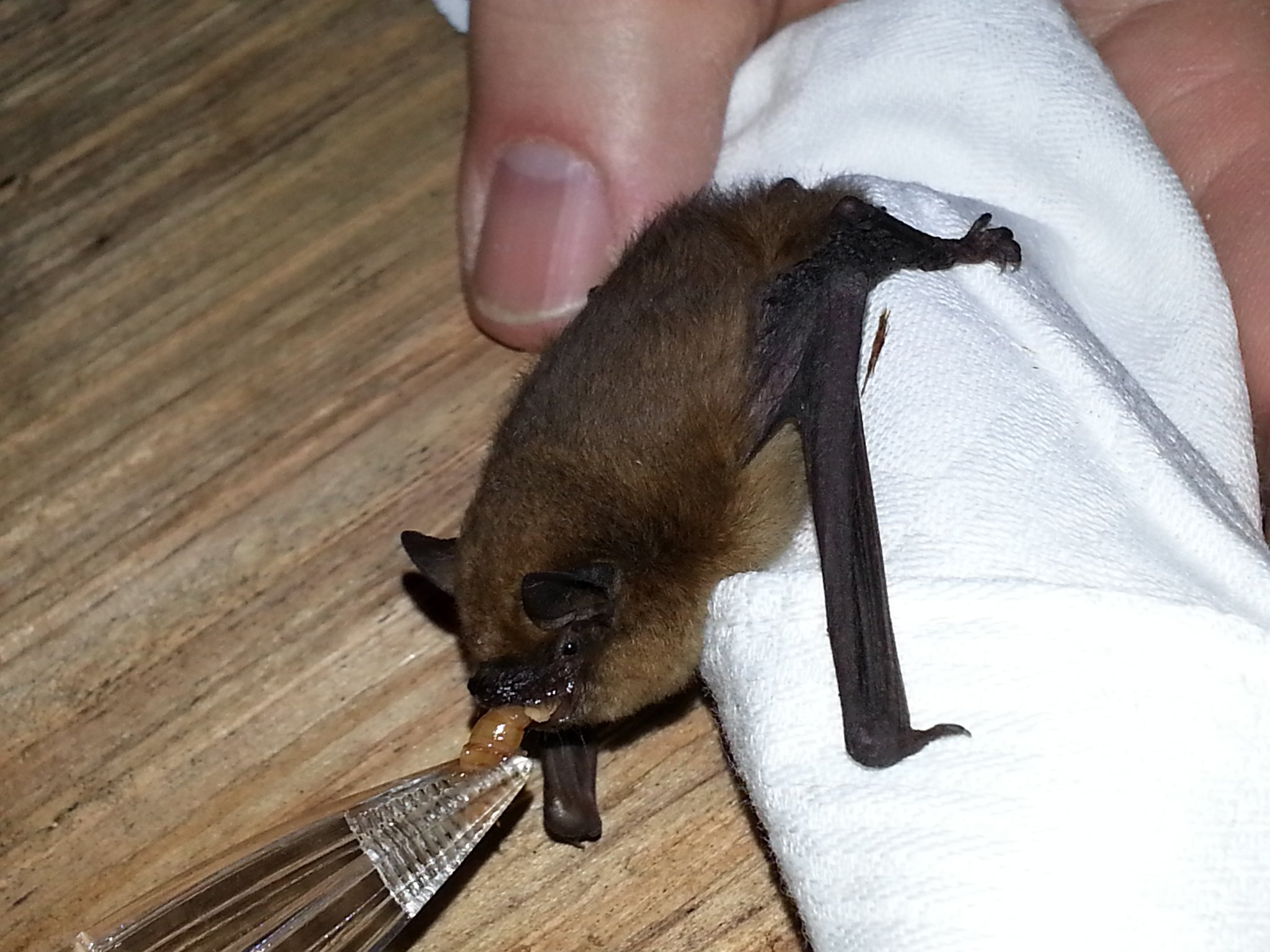 Wo Batmann in Monheim willkommen ist - Monheim am Rhein