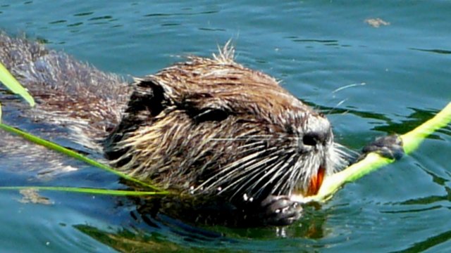hier sieht man die rotgefärbten zähne