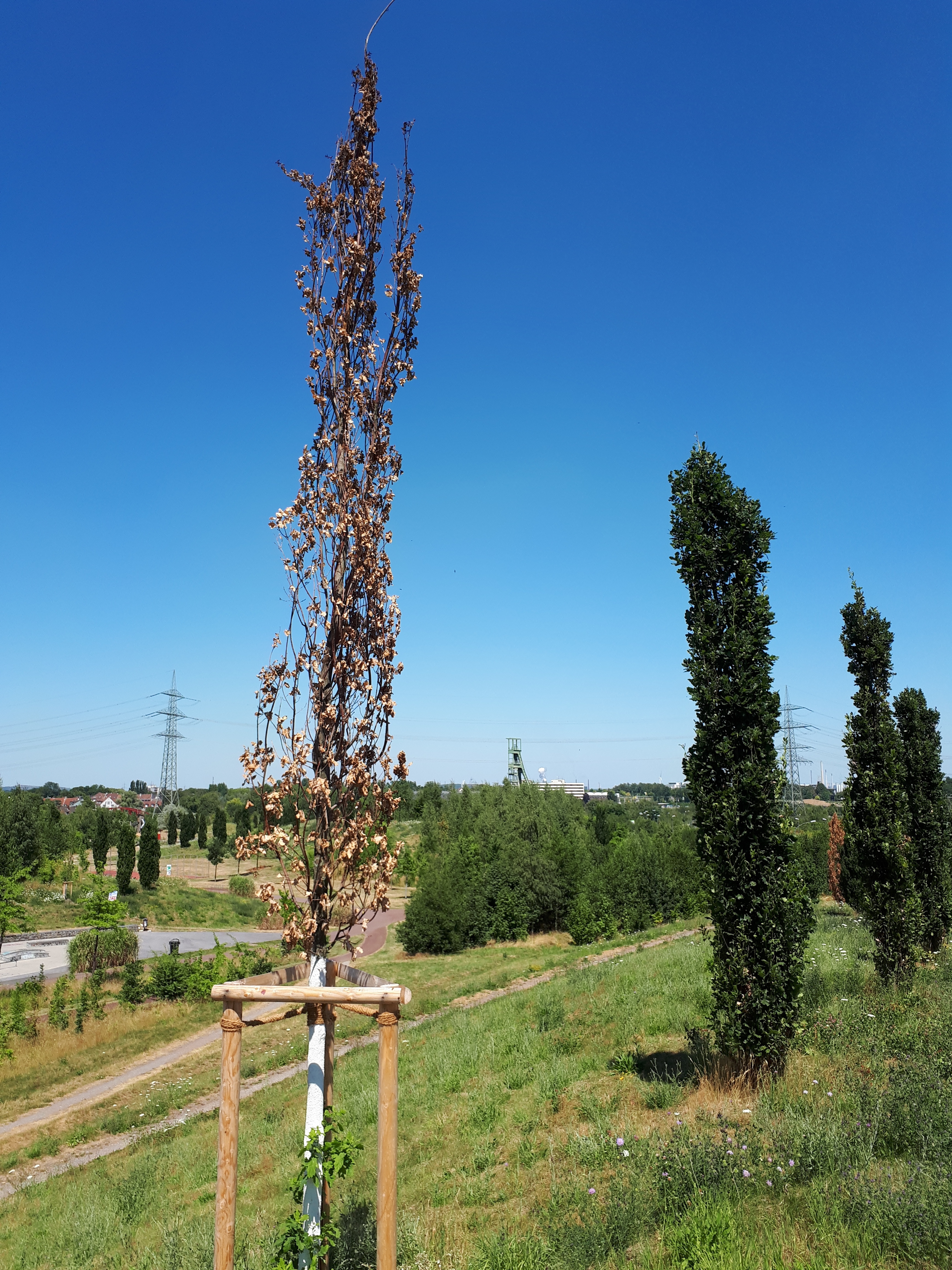 Für diesen Baum kommt jede Hilfe zu spät. Damit es vielen anderen jungen Straßenbäumen nicht auch so ergeht, bittet die Stadt um Wasserspenden.