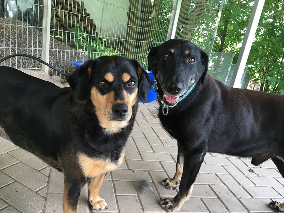 Echte Hundeliebe: Bruno und Lady